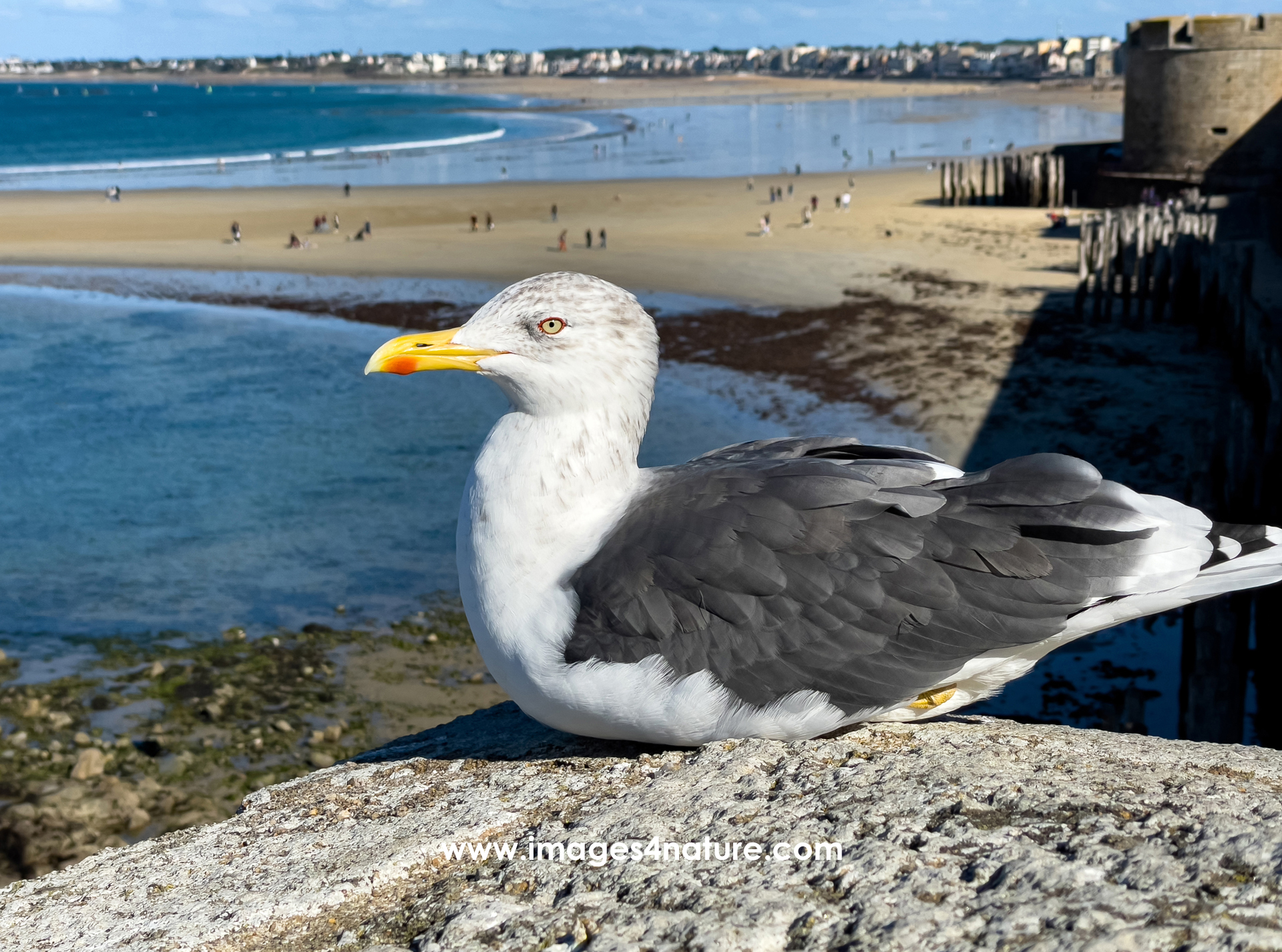 Walking around the high city walls of Saint Malo, I spotted this seagull taking a rest in the afternoon sun  Fortunately, I quickly took a portrait snapshot with my iPhone, before another tourist chased her away   France, Saint Malo, October 2022   Image ID 202210 FR 13