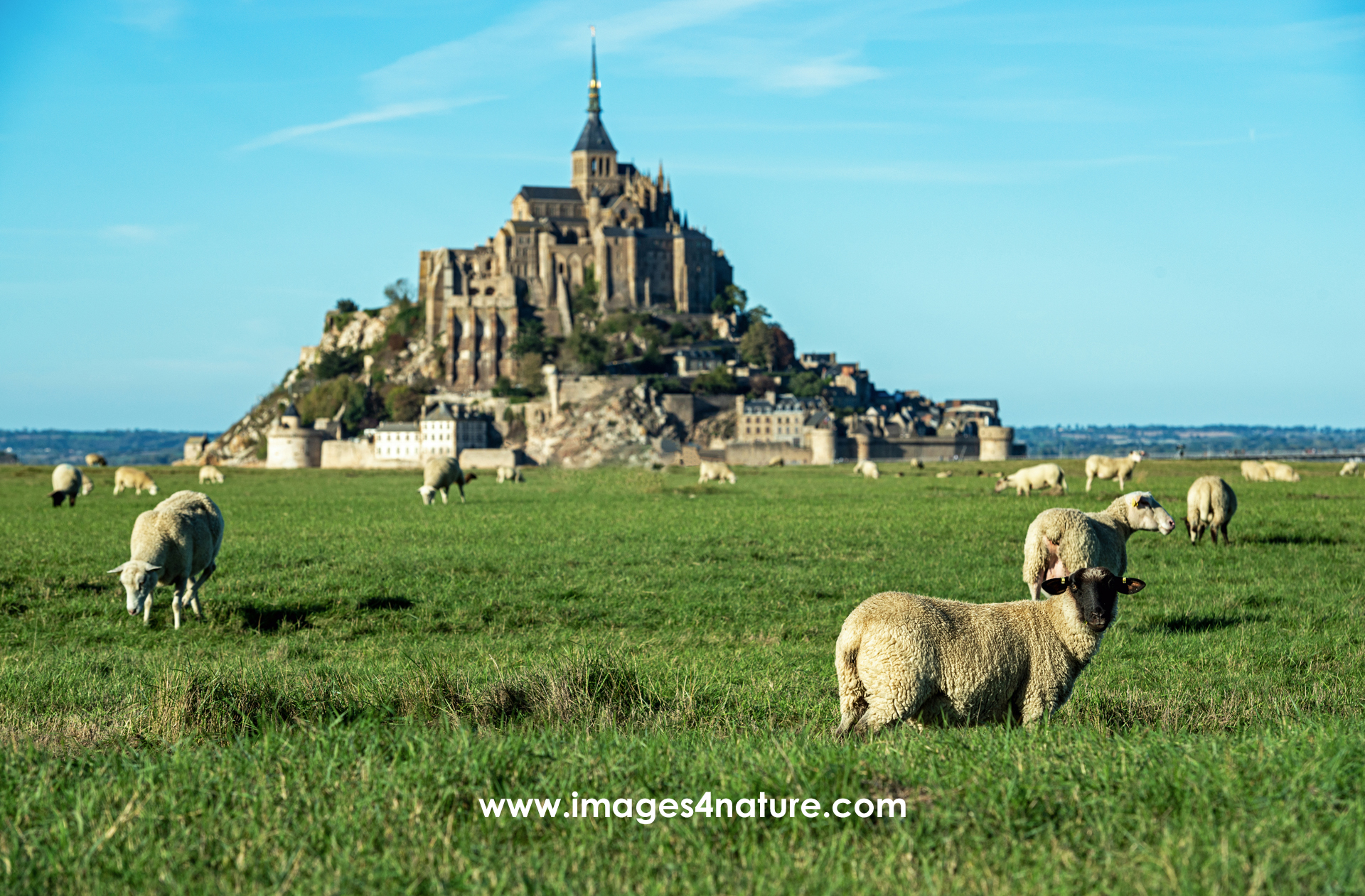 Whilst the Unesco World Heritage Side can get quite busy even during low season, these sheep enjoy their afternoon feast  A very relaxing scenery   France, Mont Saint Michel, October 2022   Image ID 202210 FR 28