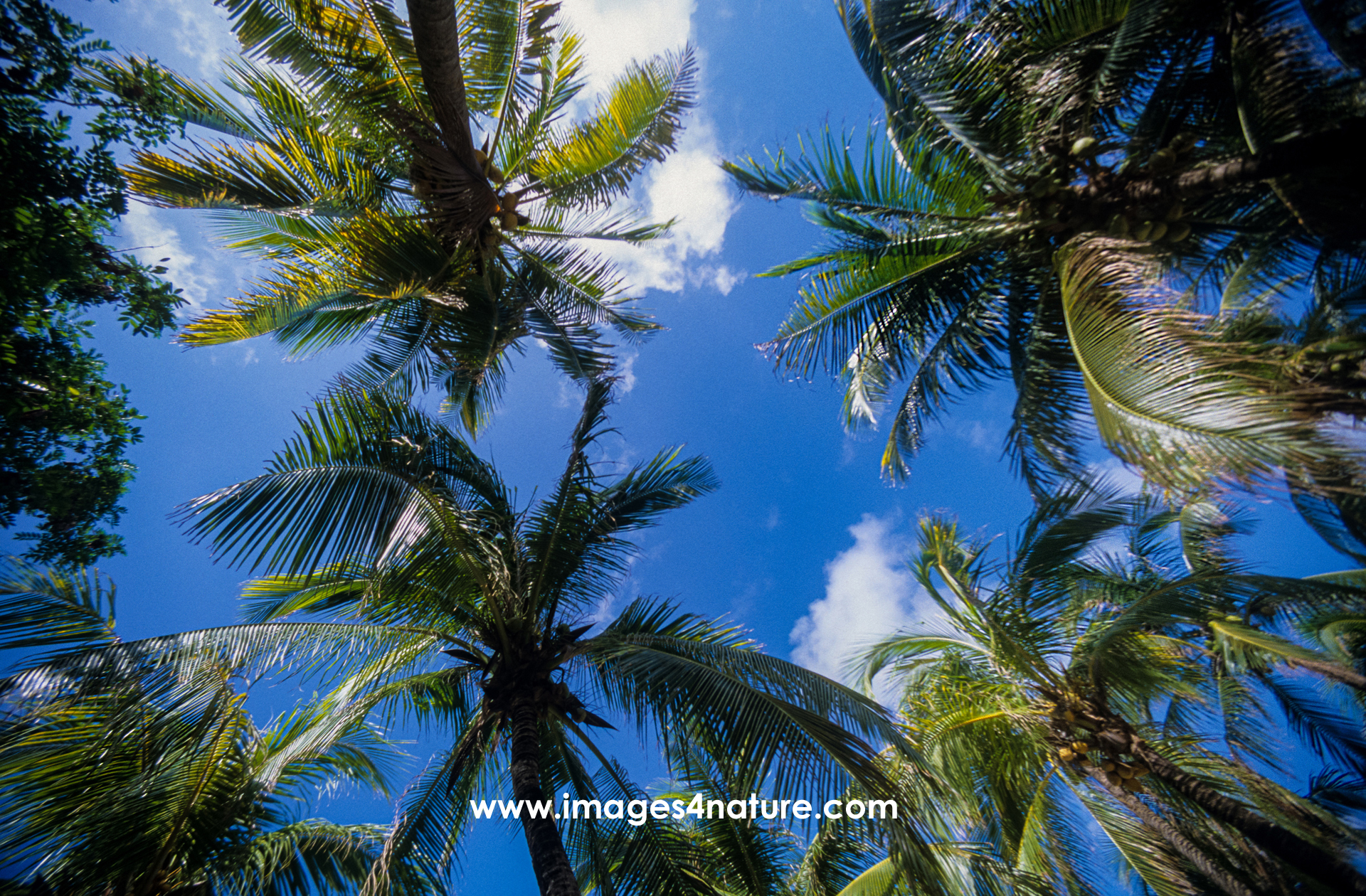 Low angle view of many palmtrees framing a dark blue sky