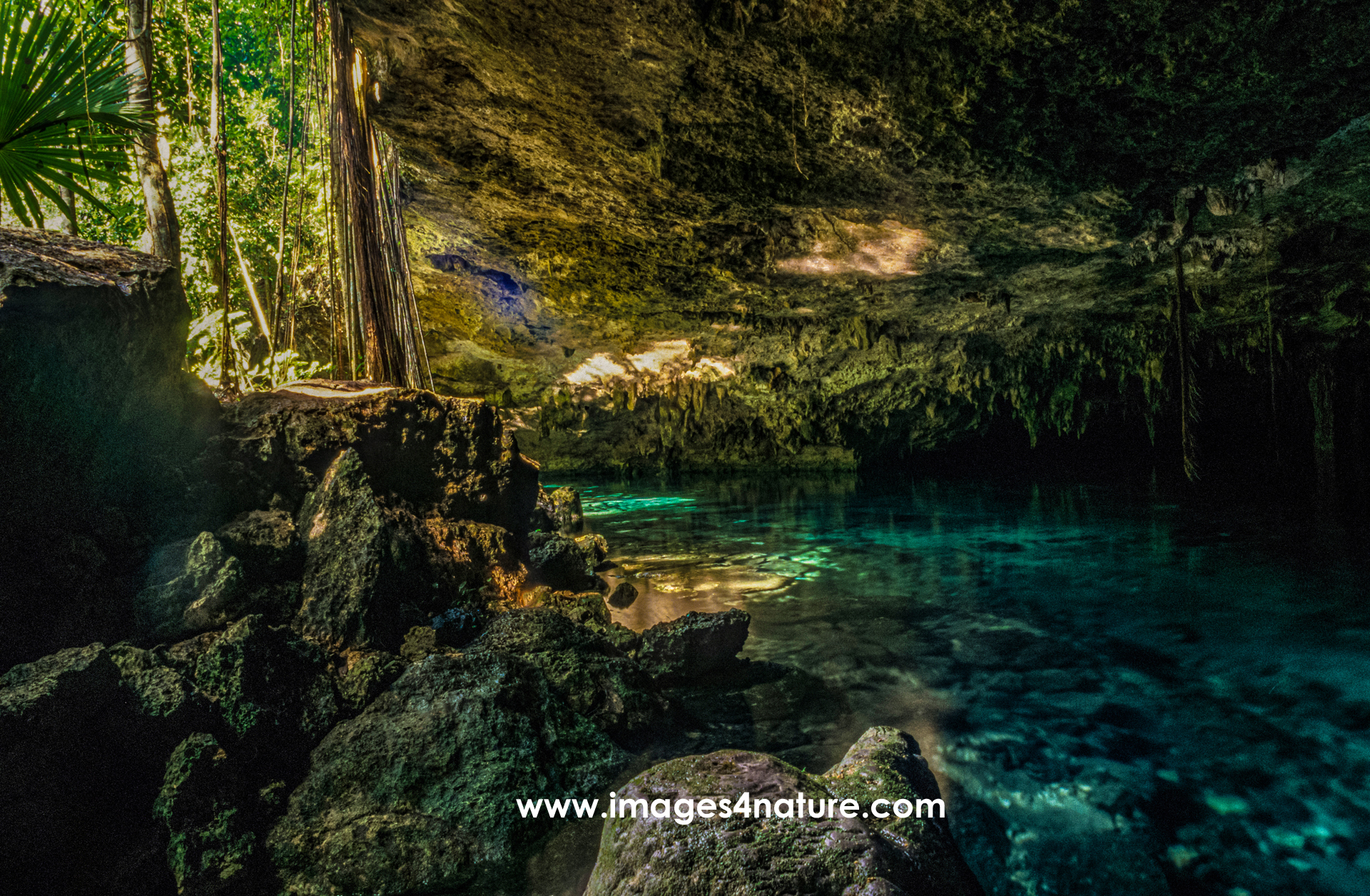 Open cave with water of a Yucatan cenote exit into the jungle