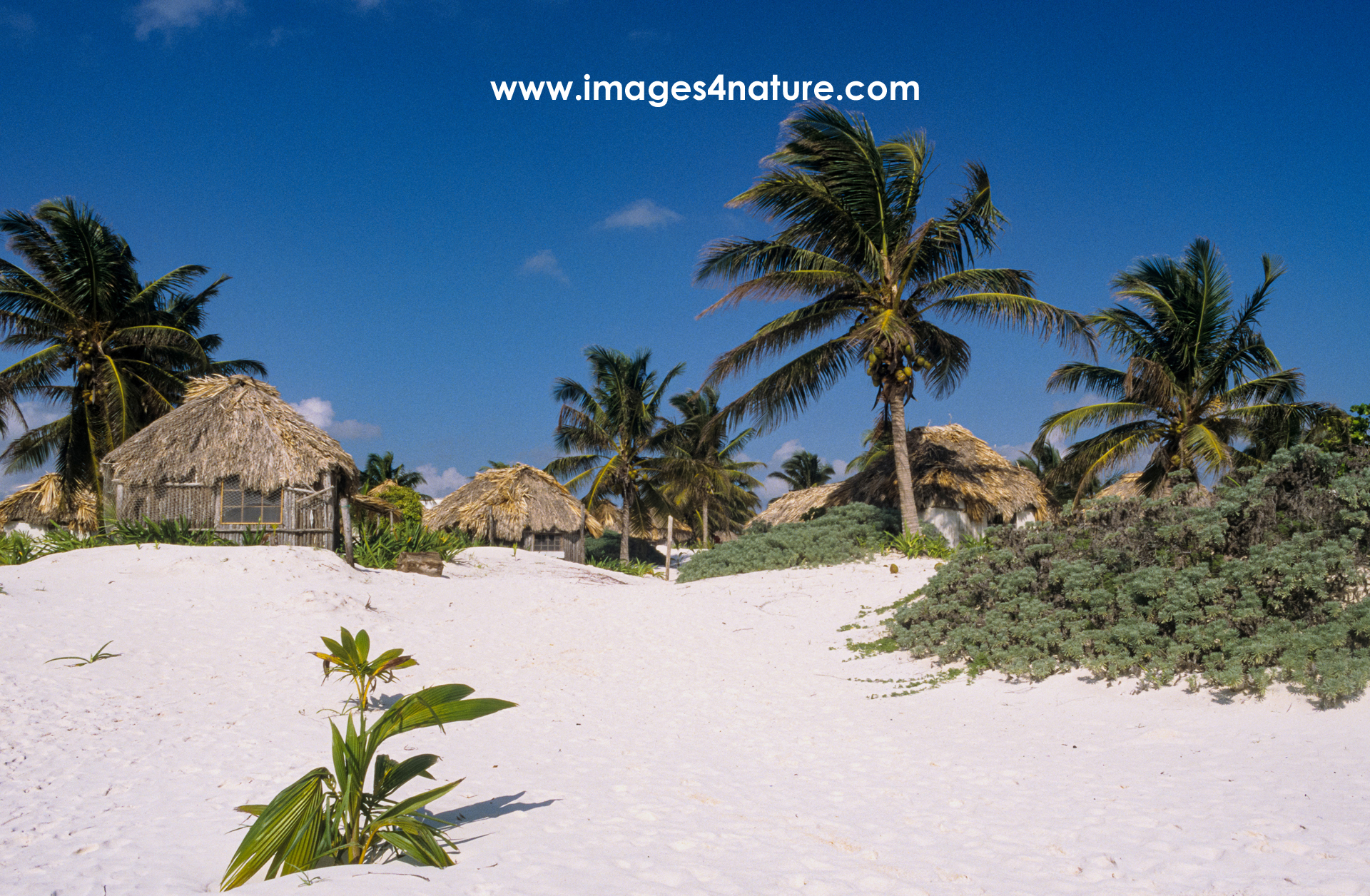Playa del Carmen sandy beach with palms and thatched huts