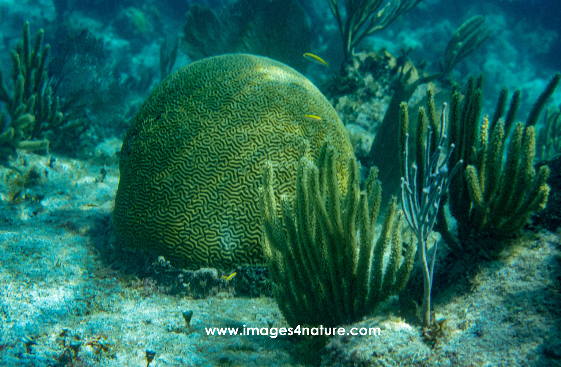 Yellow brain coral sphere in clear Mexican Caribbean water