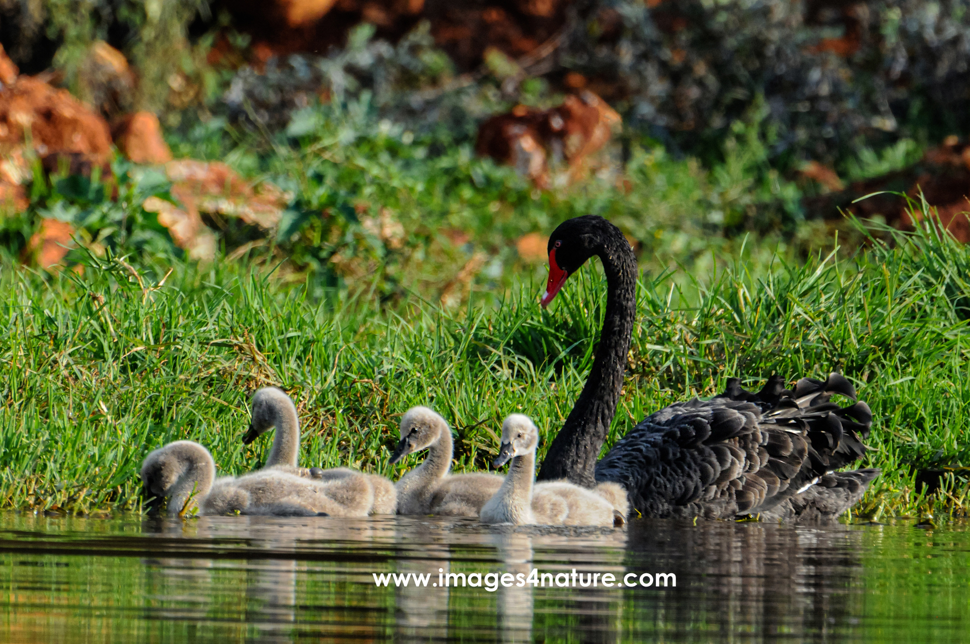 Black swan with four grey cygnets swimming in pond