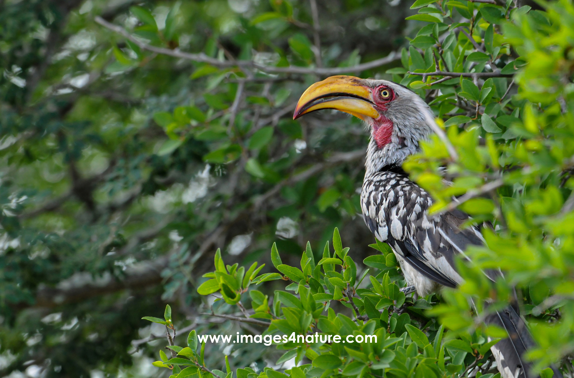 Side view of a yellow-billed Southern hornbill bird sitting in a tree