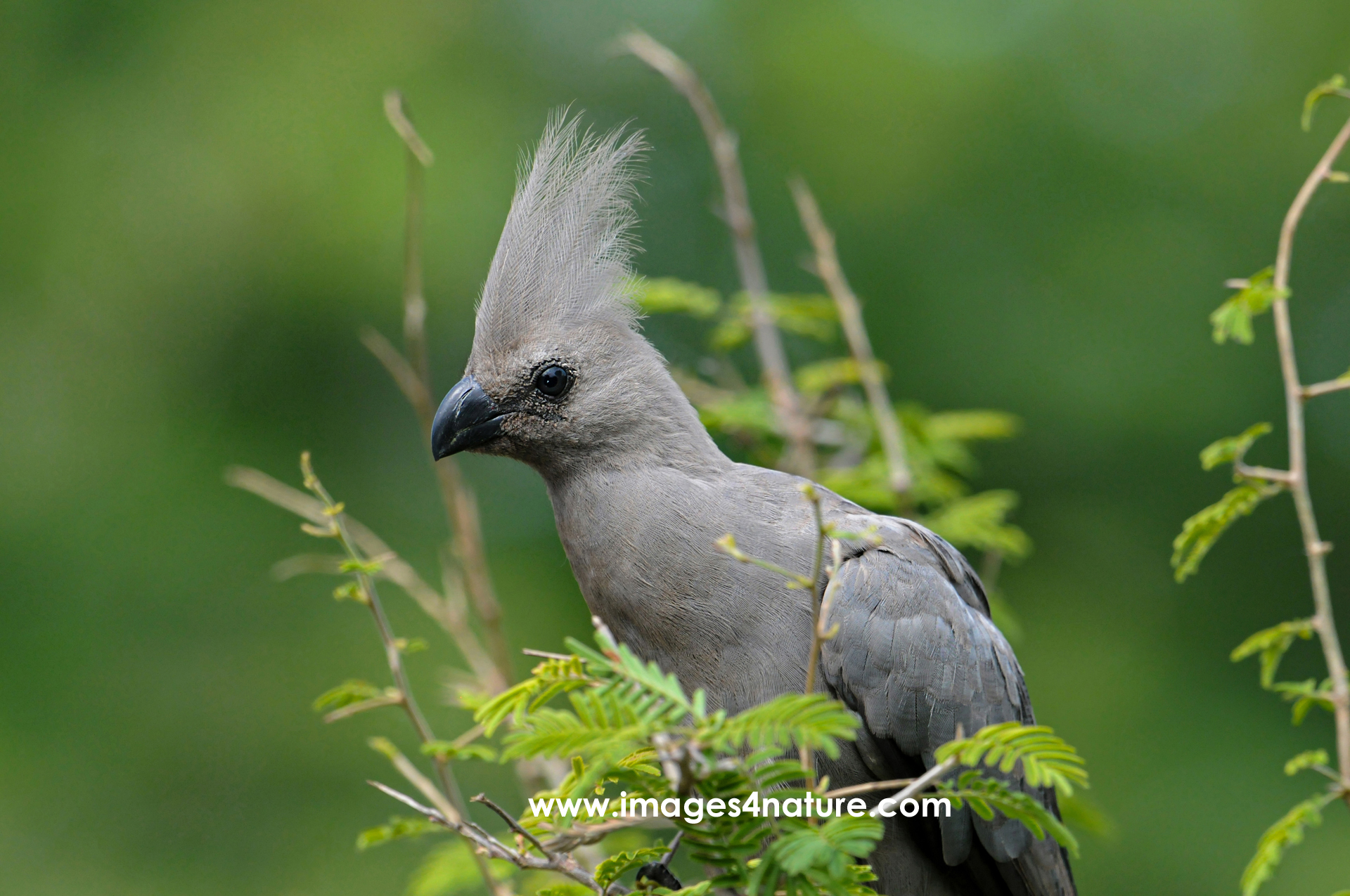 Side view portrait of a grey lourie bird with feather crown