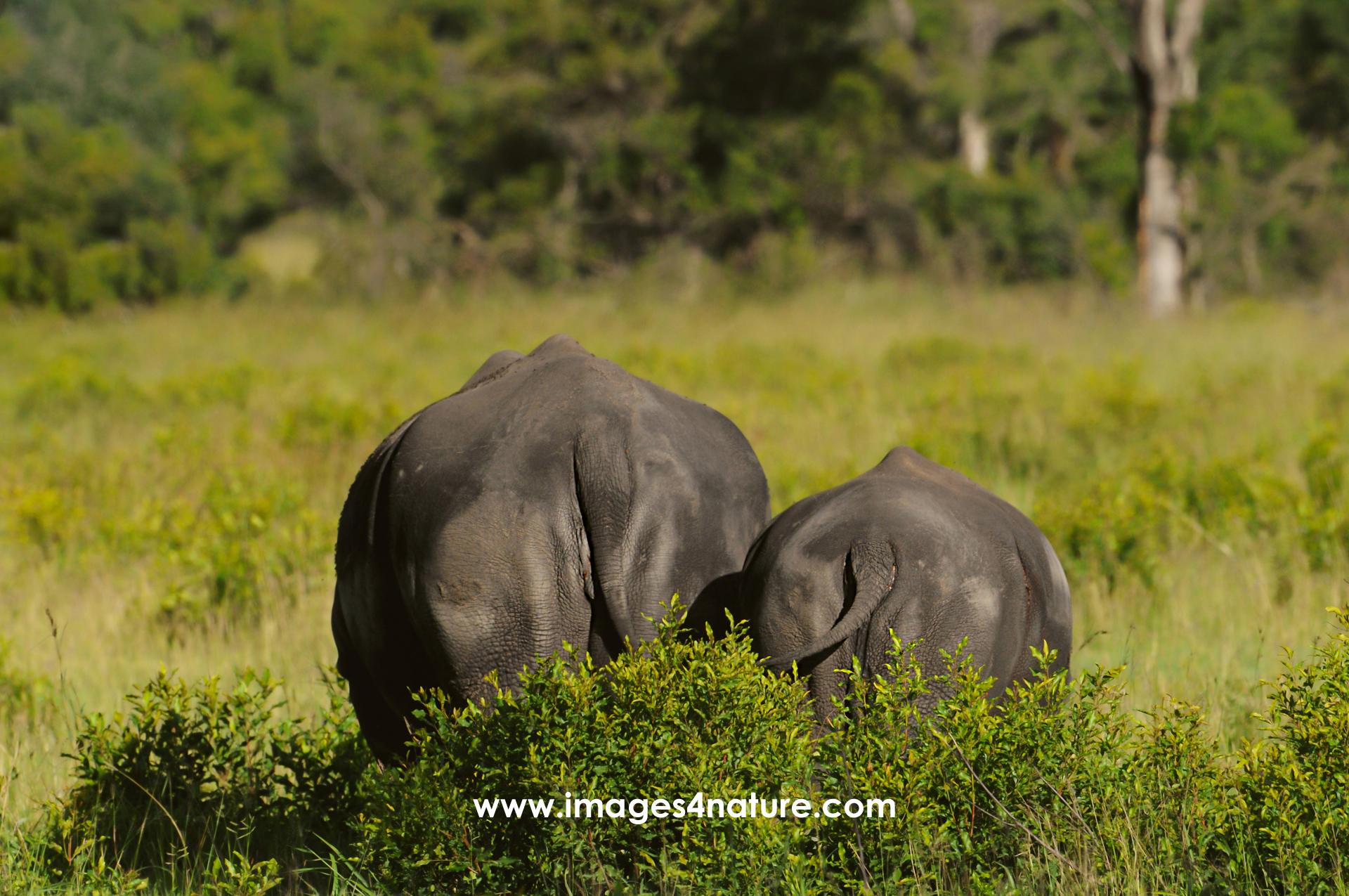 Rear view of mother and child rhinoceros grazing in savanna grass