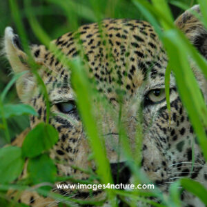 Portrait of a single-eyed leopard hiding in green grass