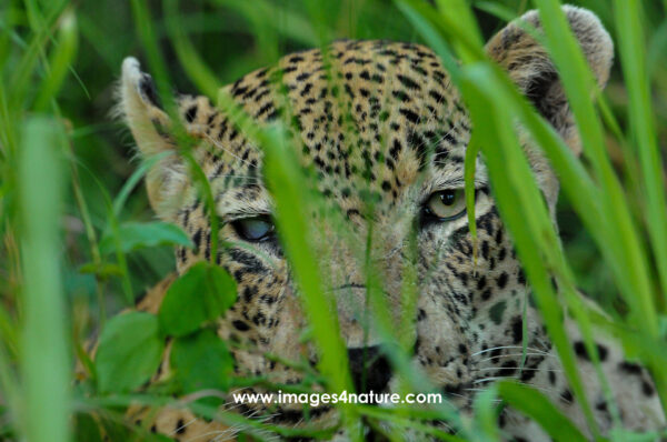 Portrait of a single-eyed leopard hiding in green grass