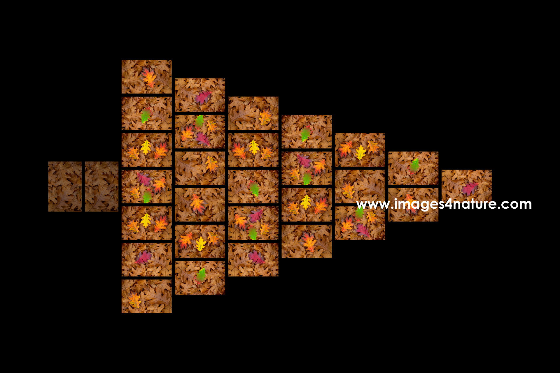 Composite of autumn leaves forming a 7-layer Christmas tree