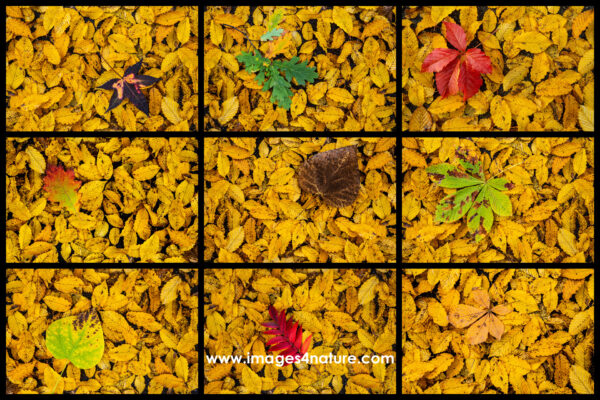 Composite of nine colorful autum leaves on beech