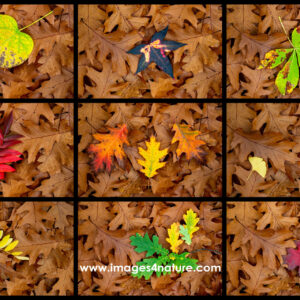Composite of nine colorful autum leaves on red oak