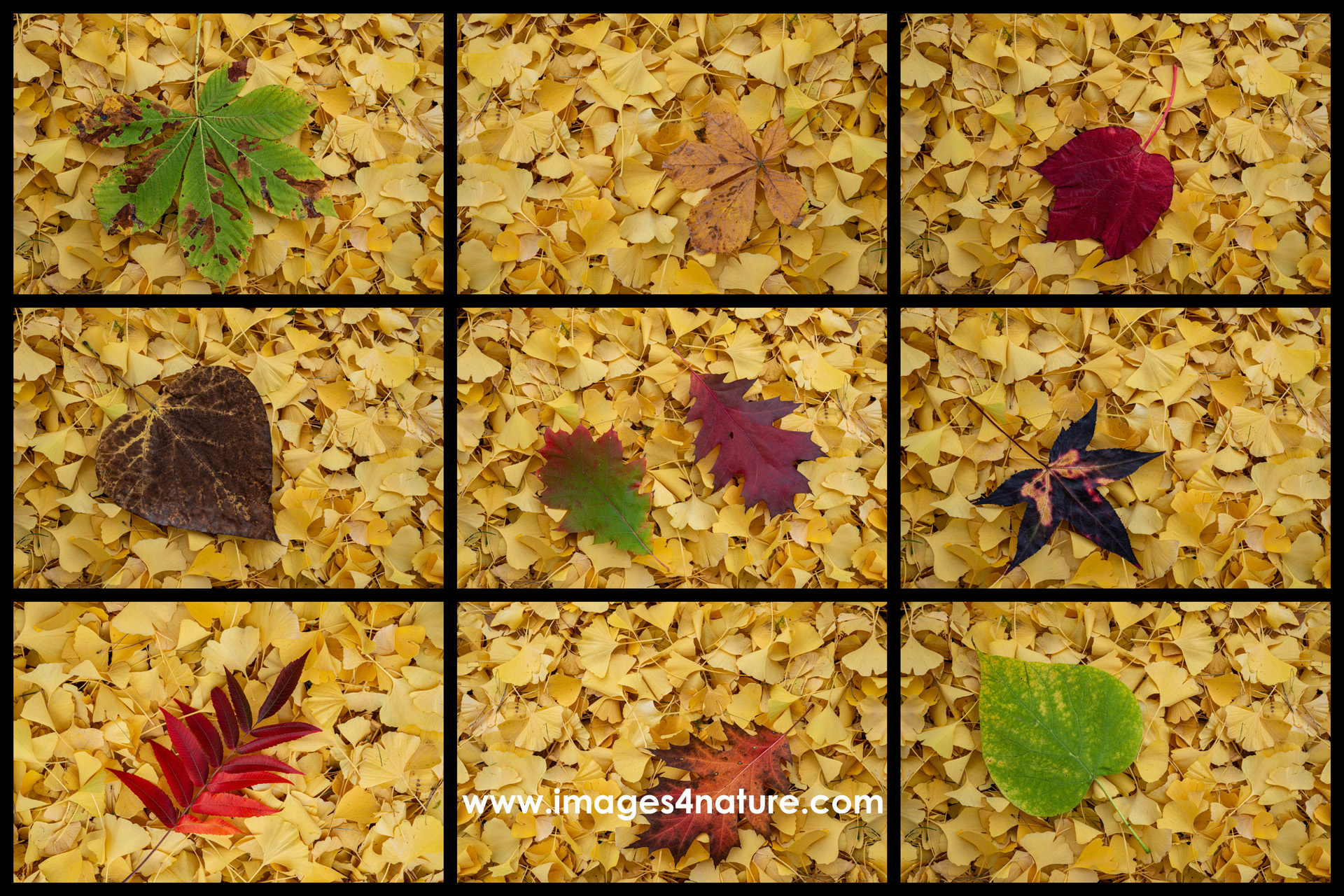 Composite of nine colorful autum leaves on ginko