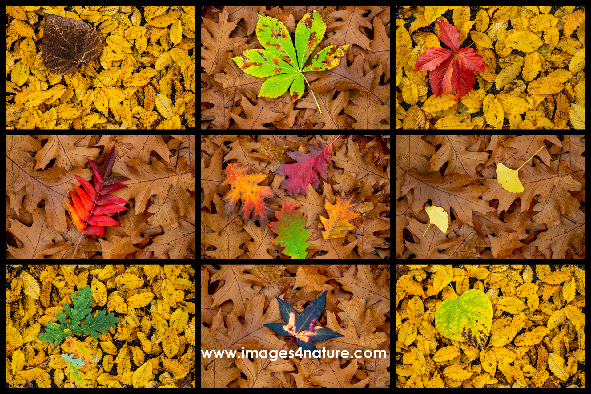 Composite of nine colorful autum leaves on red oak and ginko