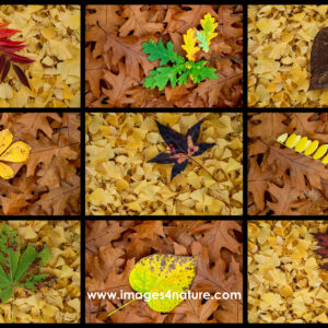 Composite of nine colorful autum leaves on ginko and red oak