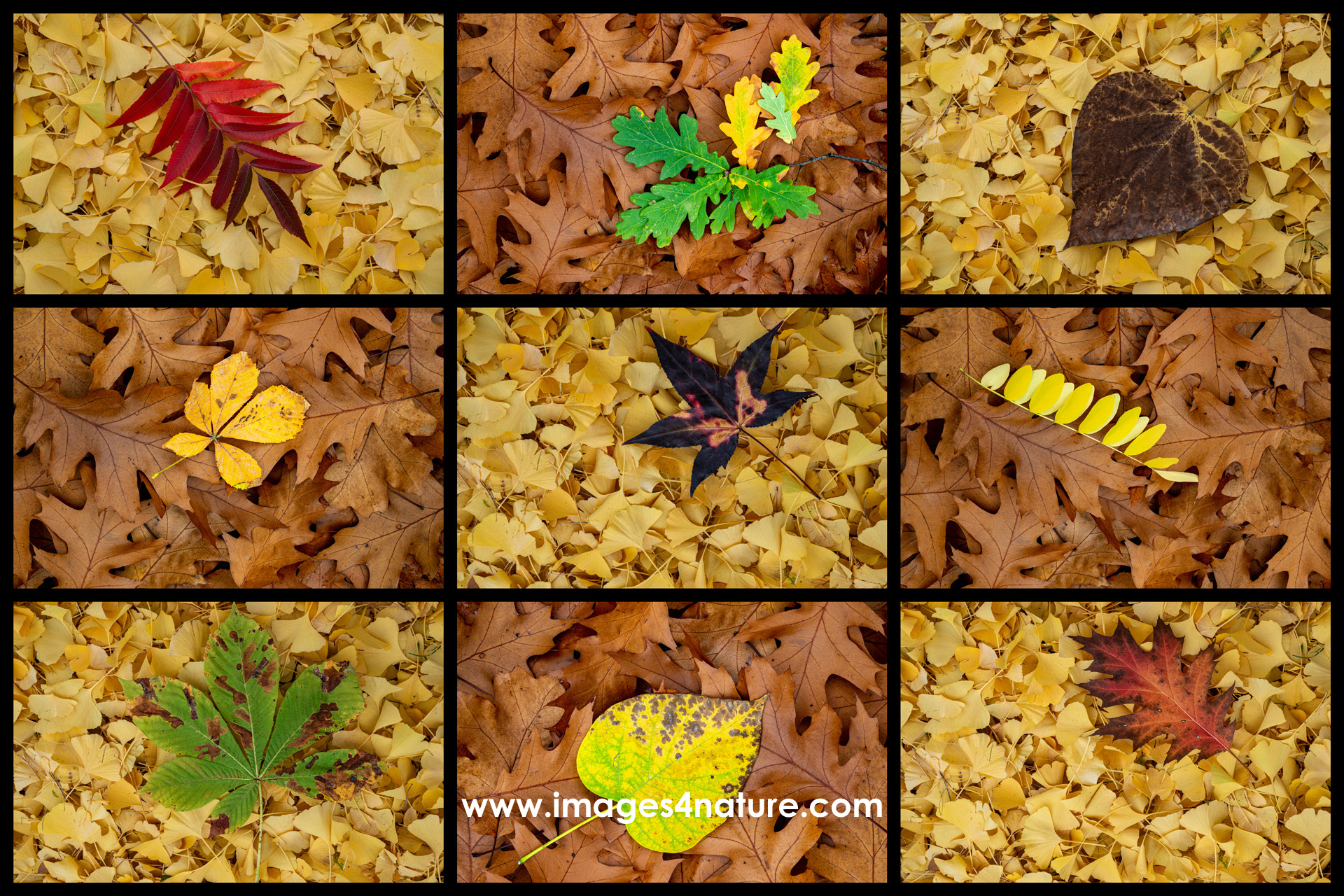 Composite of nine colorful autum leaves on ginko and red oak
