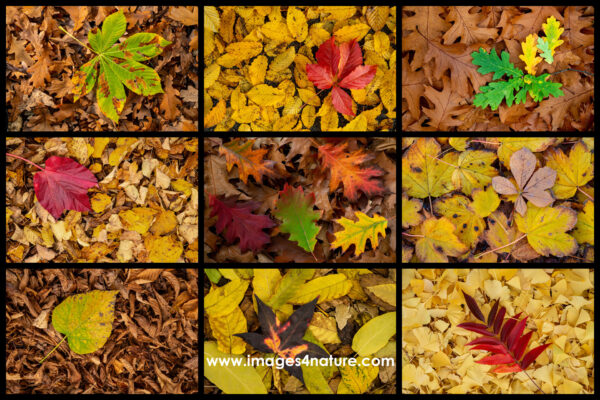 Composite of nine colorful autum leaves on various other leaves