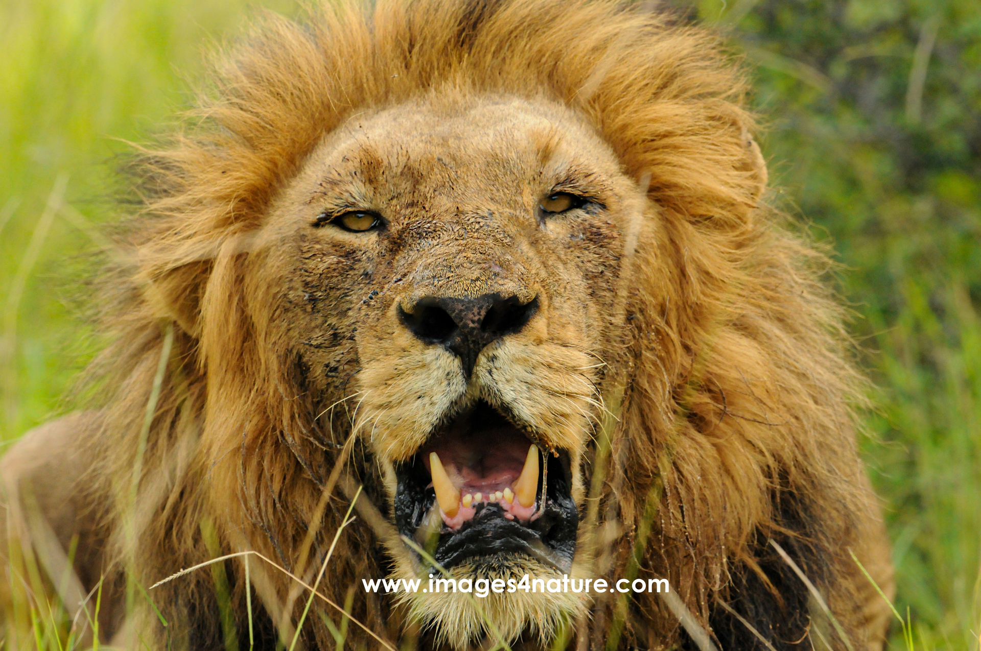 Dominant male lion with impressive mane lying in thick grass