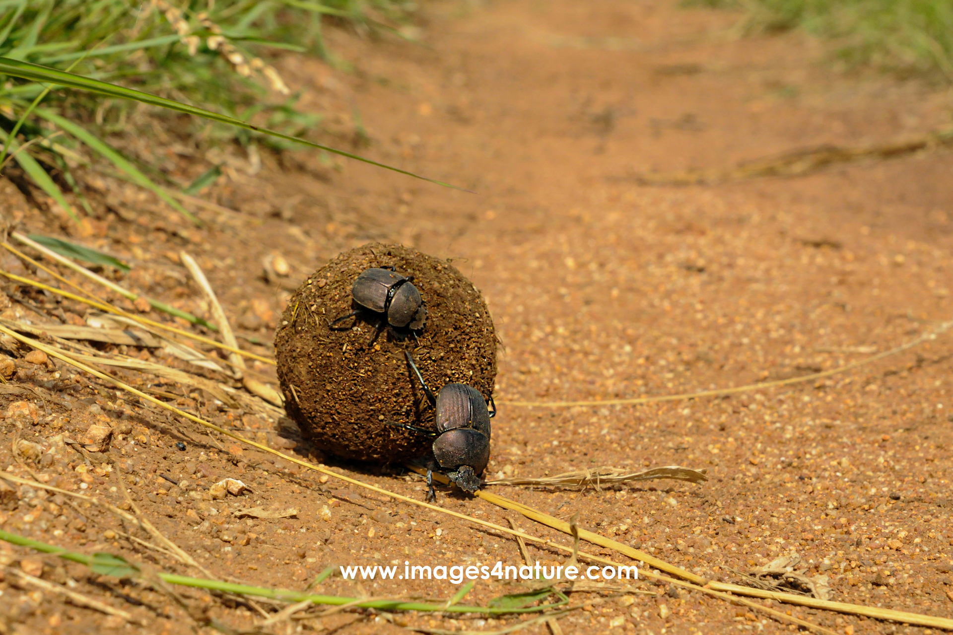Two dung beetles struggling to push a ball of soil on red sand