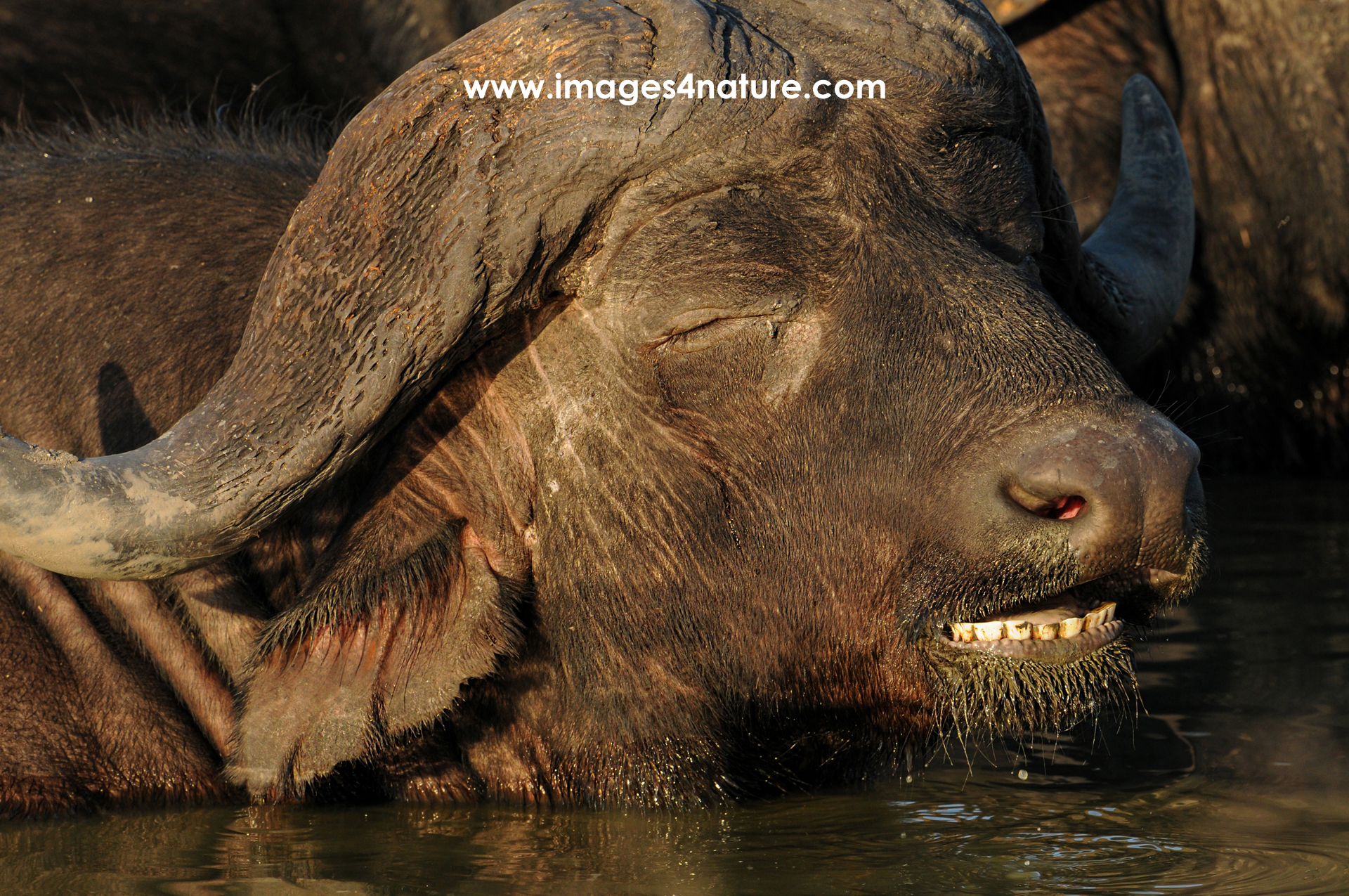 Facial portrait of a buffalo taking a bath with great satisfaction