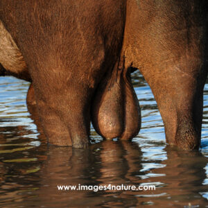 Rear view of the legs and testicles of a buffalo standing in water