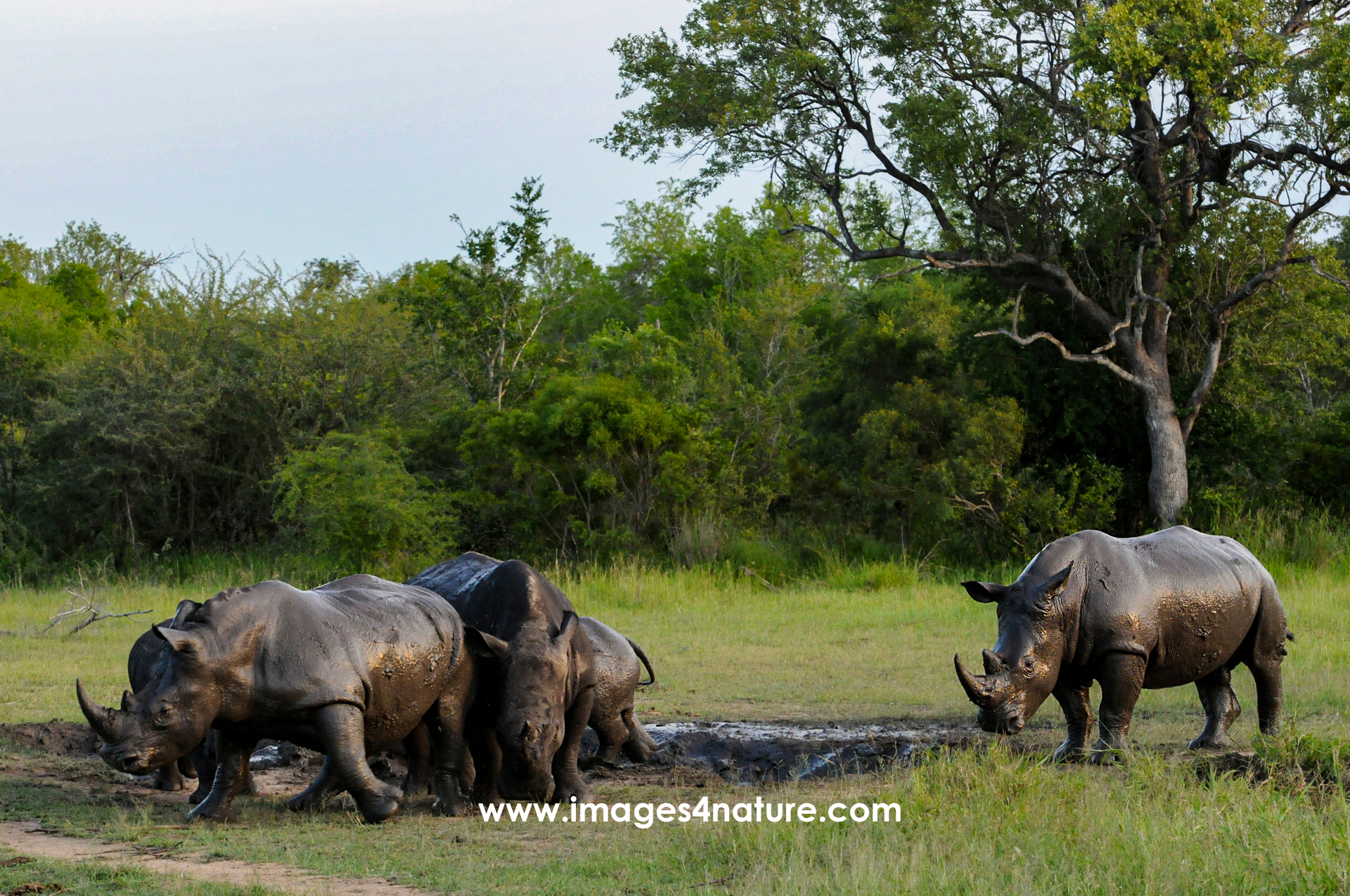 A group of rhinos in the bush enjoying a bath in the mud