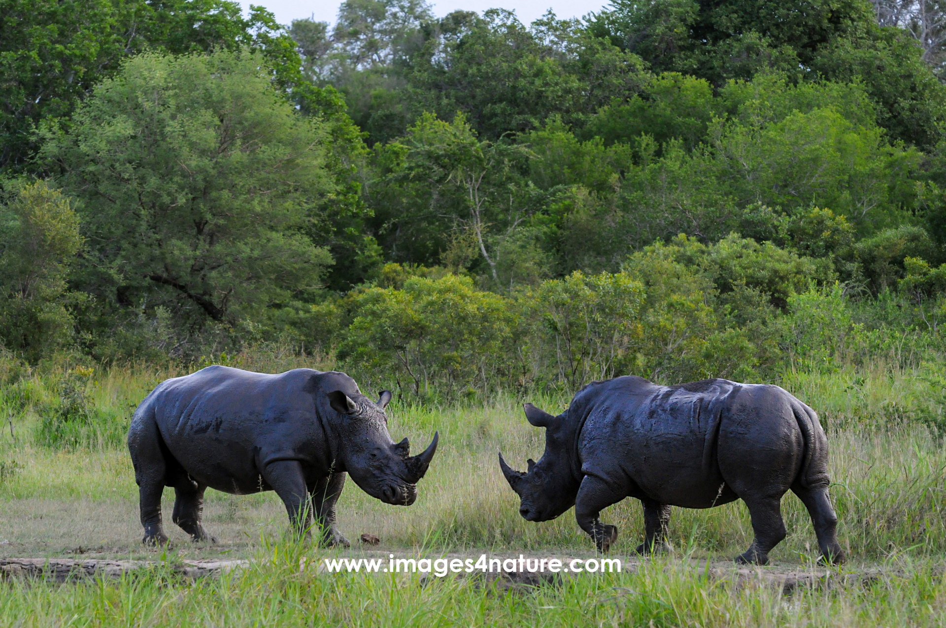 Two rhinoceros facing each other, ready to fight