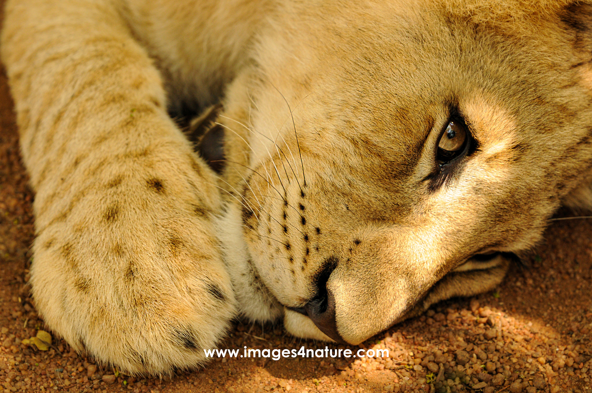 Close-up on cute lion cub face and paw, resting on the ground