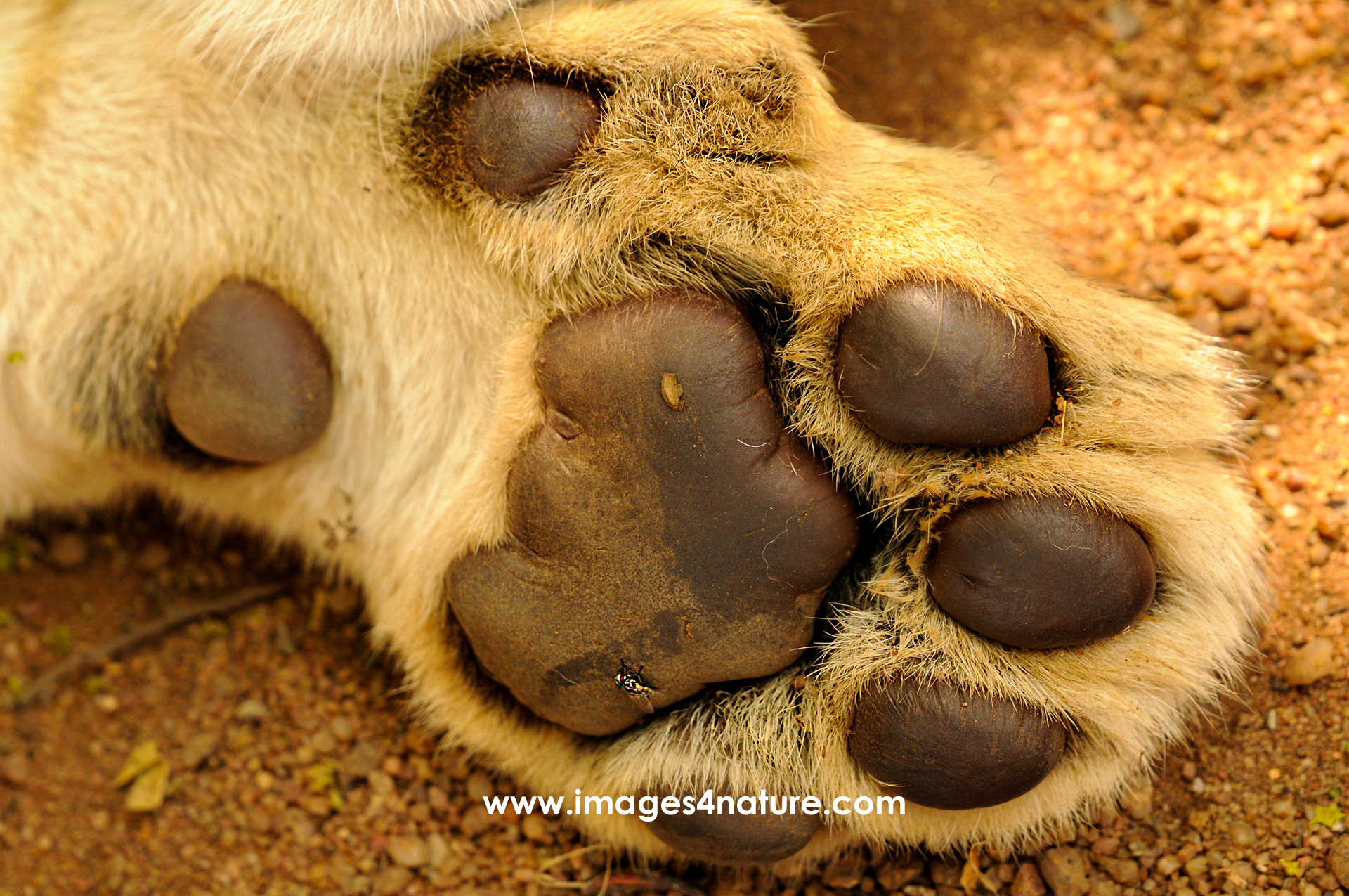 Close-up on the sole of a lion cub's paw lying in red sand