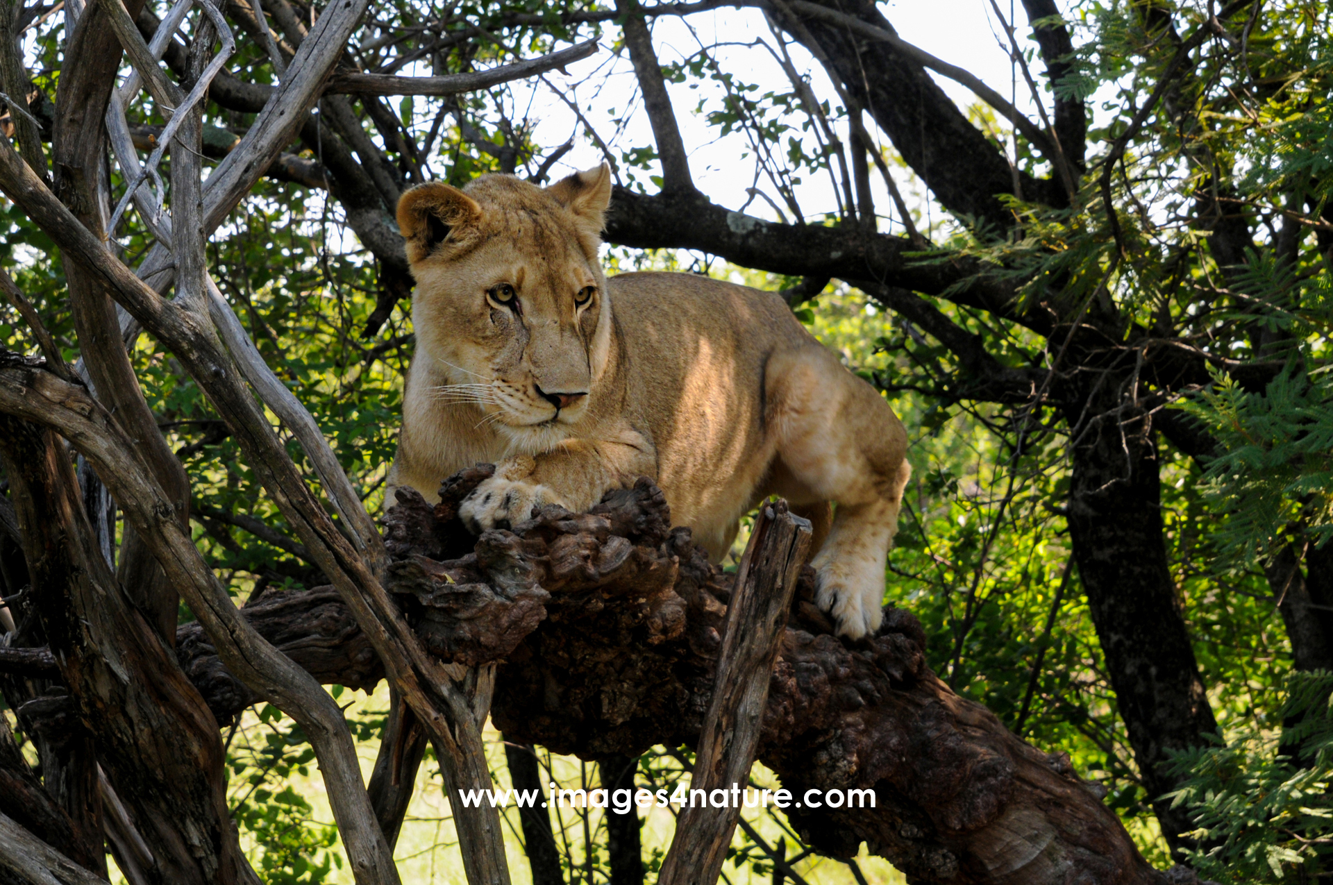 Lion lying on the branch of a tree carefully watches surroundings