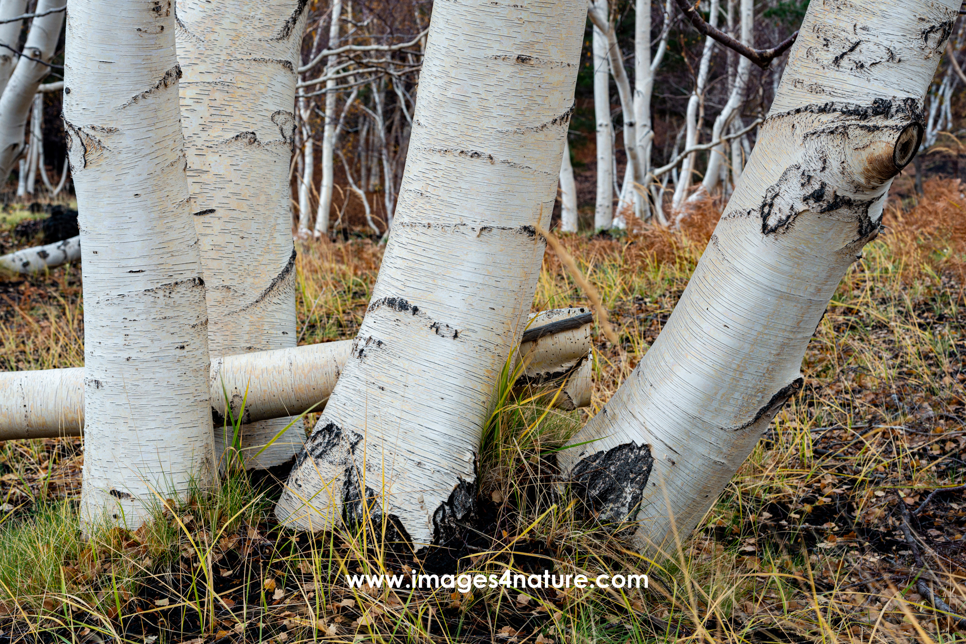 Close up on lower part of birch trunks growing on dark lava field