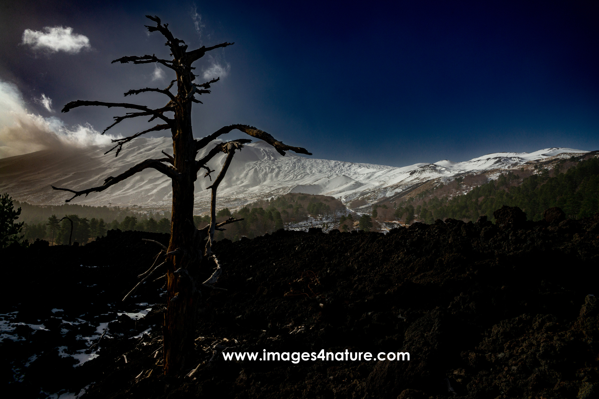 Lonely tree skeleton against snowy volcano, lava field and sky