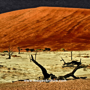 Tree skeletons in saltpan against orange sand dune and night sky