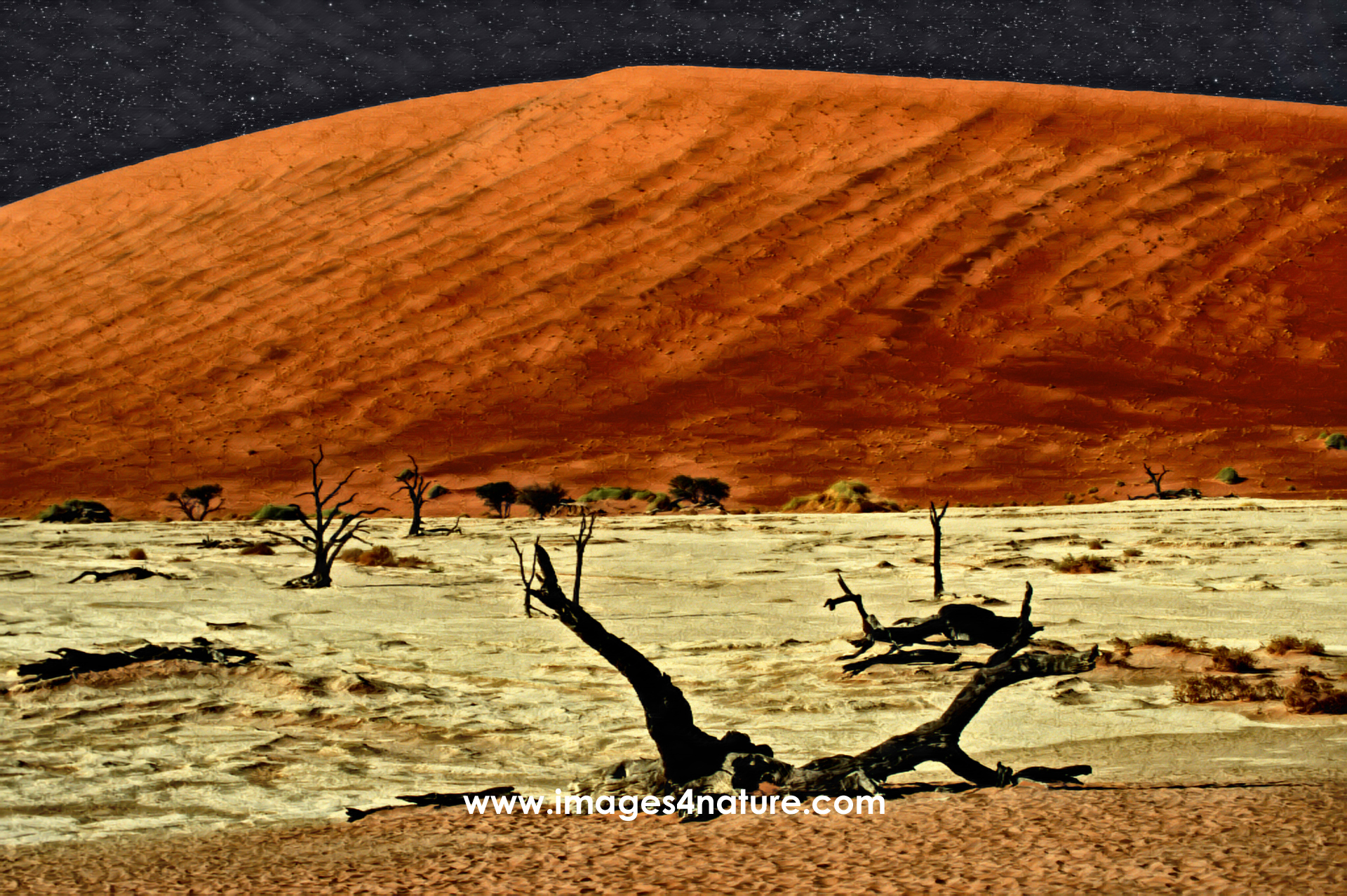 Tree skeletons in saltpan against orange sand dune and night sky