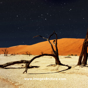 Deadvlei tree skeletons against red sand dunes and starry sky