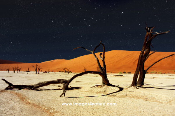 Deadvlei tree skeletons against red sand dunes and starry sky