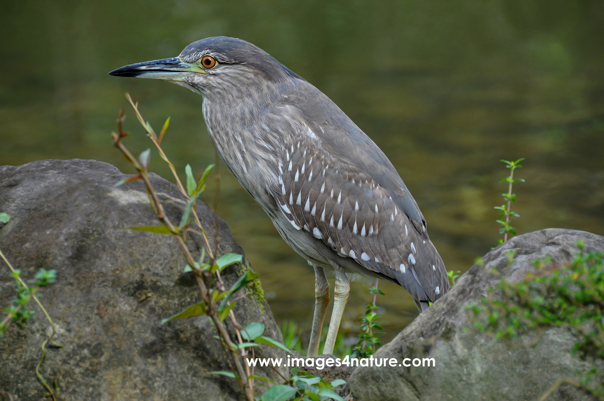 Side view of greyish bird between rocks on the edge of a pond