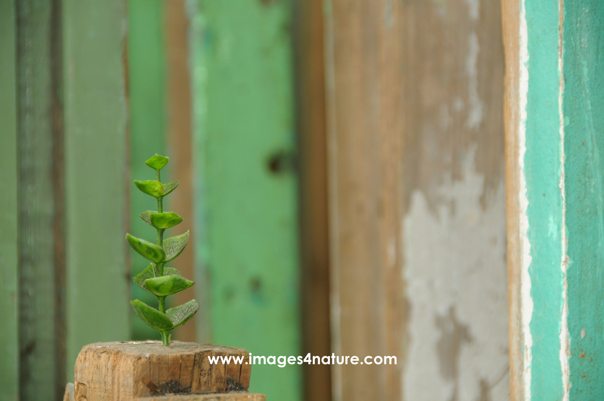 Small green plant growing from a wooden pole
