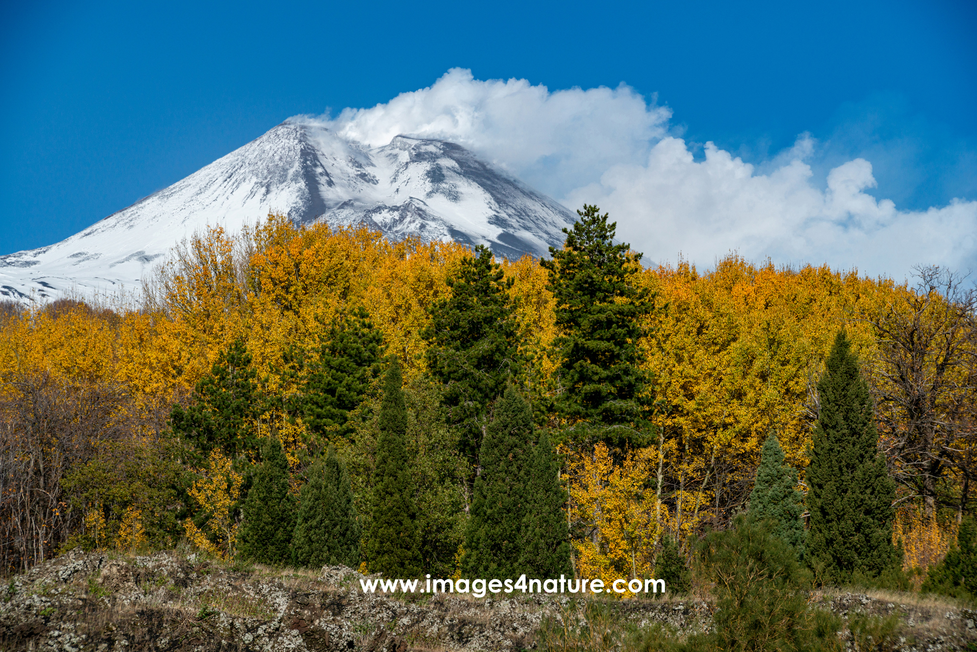 Fuming snow covered volcano overlooking colorful autumn forest