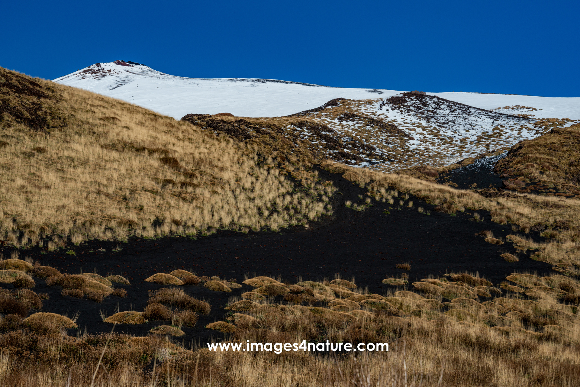 Grass covered black lava field against blue sky and snowy peak