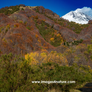 Colorful autumn forest with snow covered volcano background
