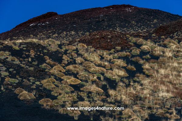 Colorful patches of grass growing on slope with dark volcanic ash