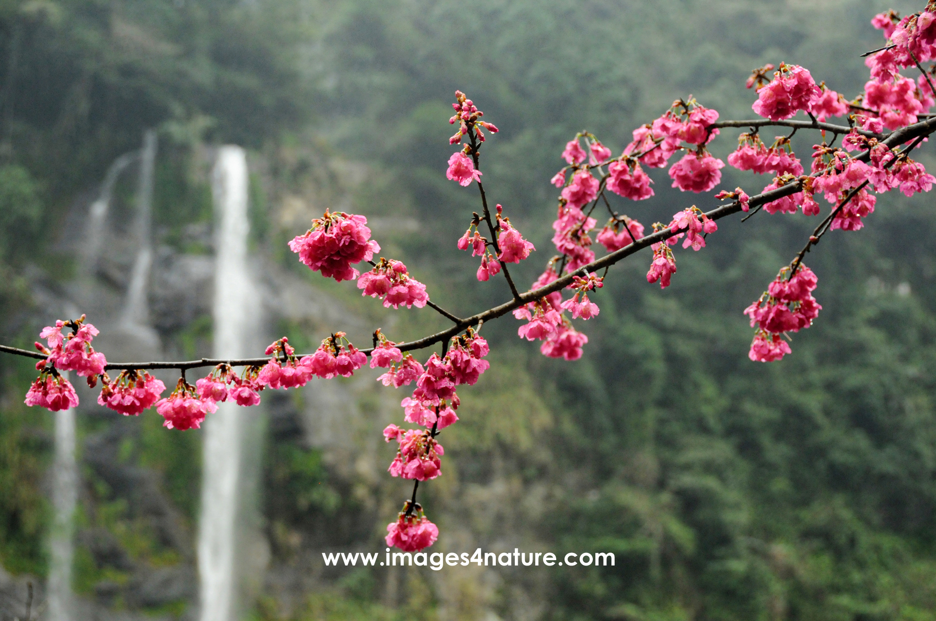 Branch of dark pink sakura against unsharp waterfall background
