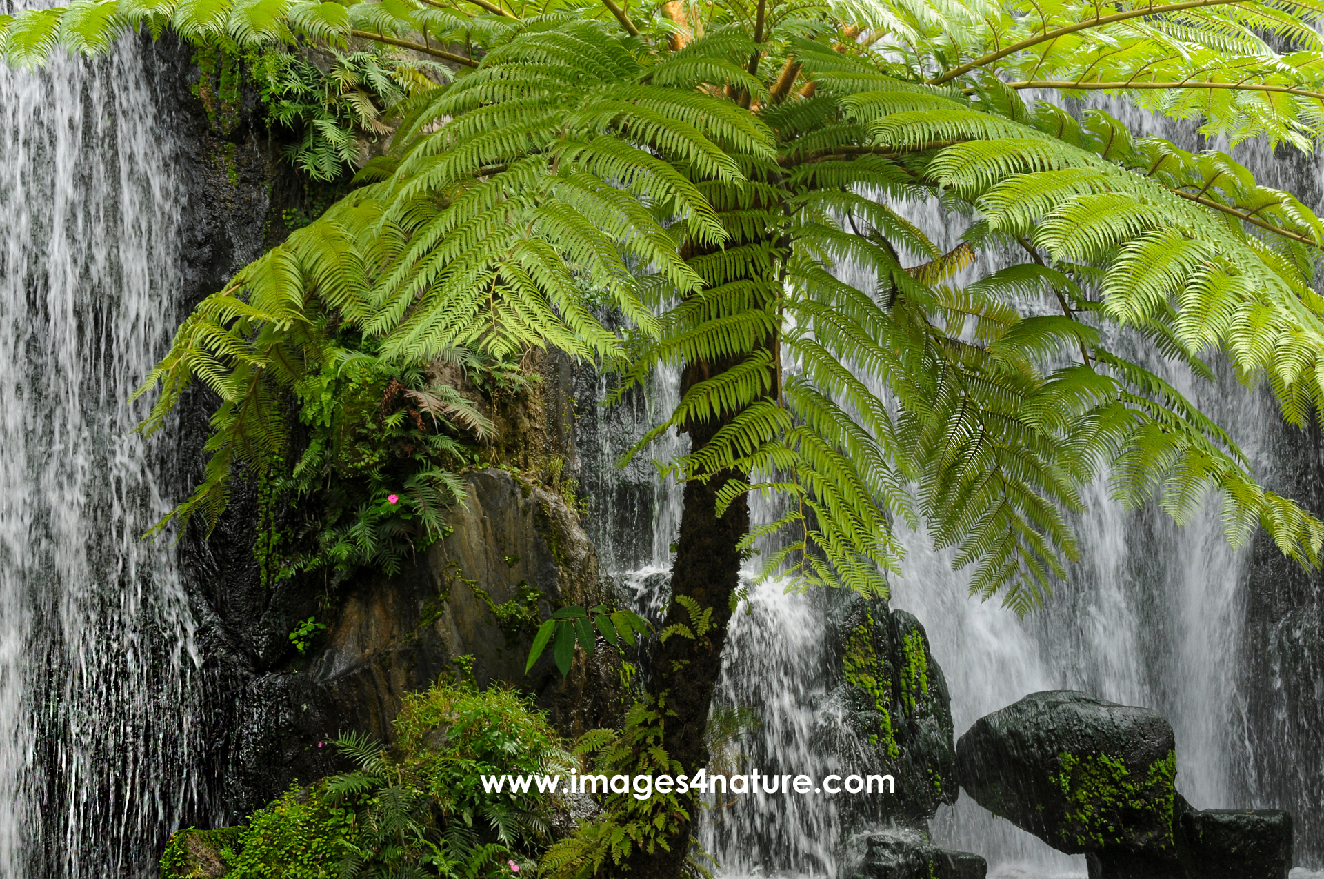 Tree fern growing in front of waterfall with black rocks