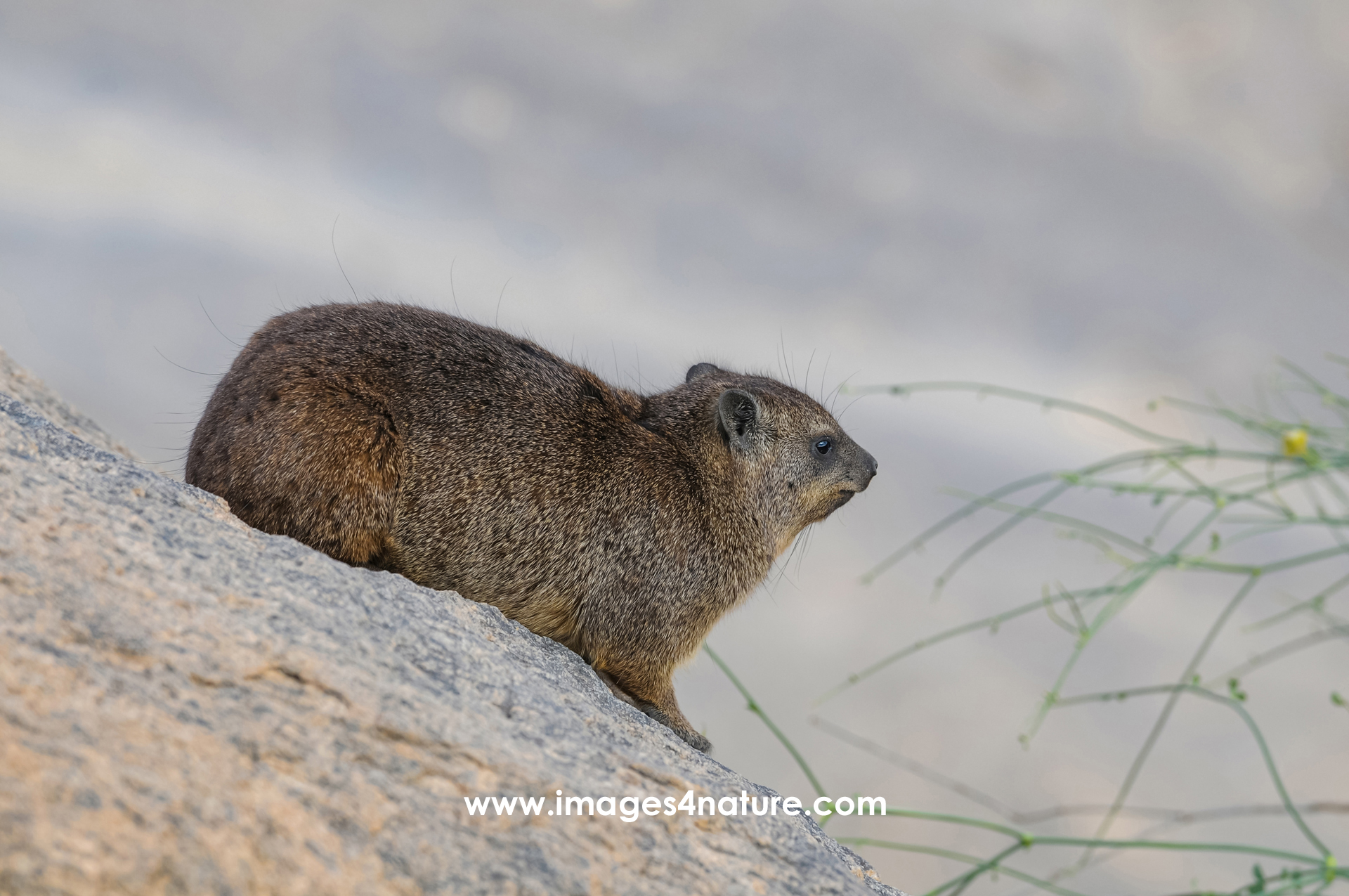 Side view of dassie rock hyrax sitting on a rock eying flower