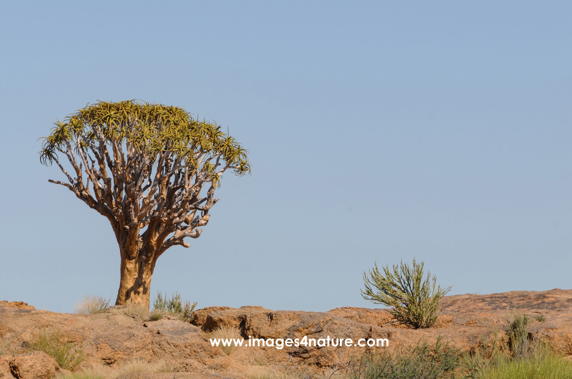 One single quiver tree in arid landscape against blue sky