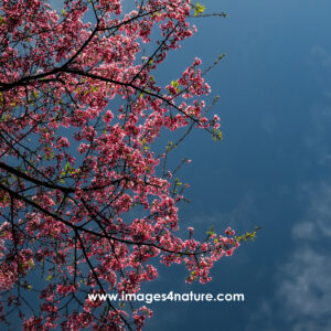 Dark blue cloudy sky half covered by pink blooming cherry tree