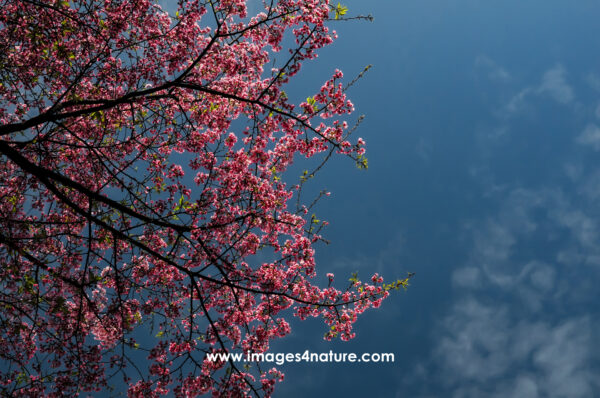 Dark blue cloudy sky half covered by pink blooming cherry tree