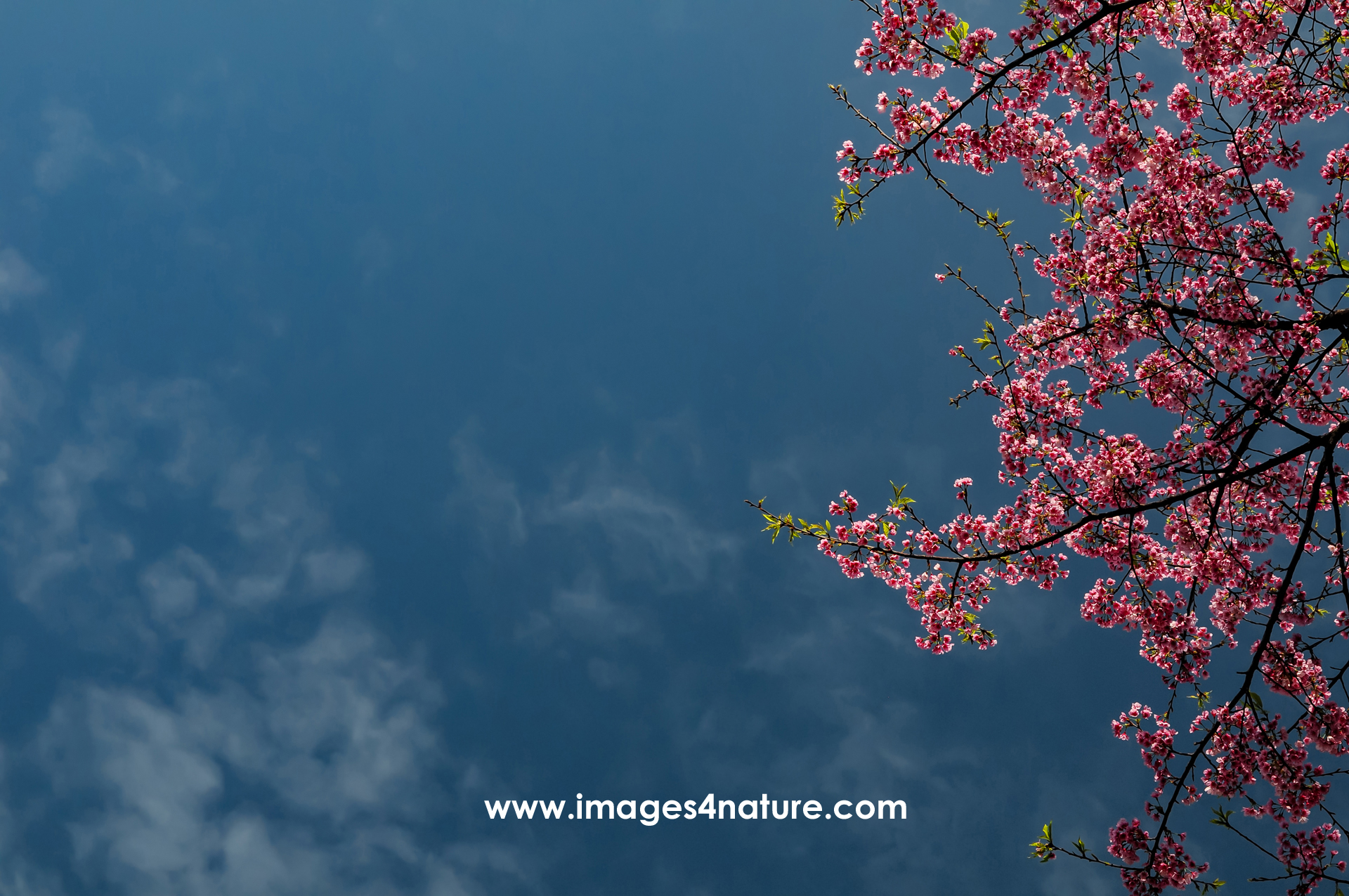 Blue sky with clouds with pink blooming cherry tree on the right