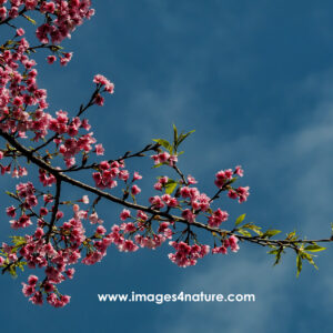 Close up on cherry tree branch with pink sakura spring blossoms
