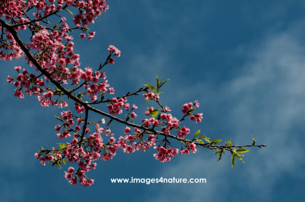 Close up on cherry tree branch with pink sakura spring blossoms